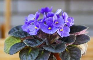 come coltivare violette africane, coltivare saintpaulia, coltivare violette