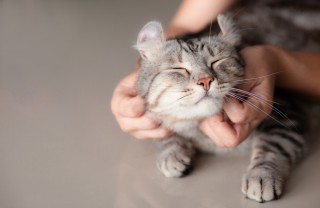 Gli aforismi più belli sui gatti aforismi gatti