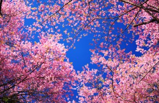 sfondi desktop primavera gratis, sfondi desktop primavera, immagini primavera