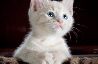 Cosa fare se il gattino ci morde le mani gattino, morde, mani