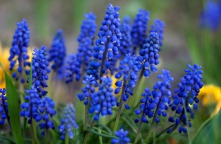 come coltivare muscari, coltivare muscari