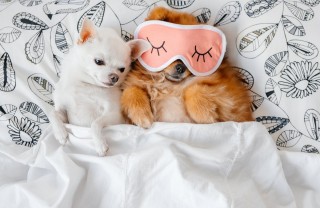 Le razze di cani piccoli da appartamento razze, cani, appartamento