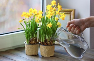 come coltivare narcisi vaso, coltivare i narcisi 