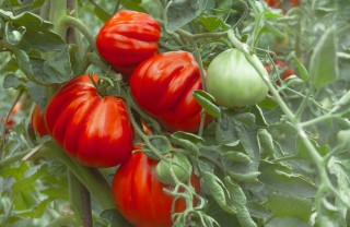 come coltivare pomodoro cuore bue, come coltivare pomodoro bue