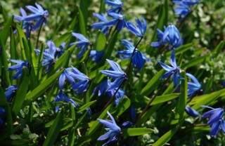 come coltivare scilla, coltivare scilla