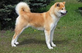 razze, cani Giappone