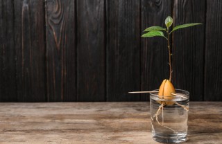 come coltivare avocado, coltivare avocado dal seme