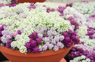 Alyssum