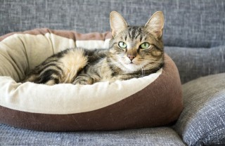 pulizia, cuccia, gatto