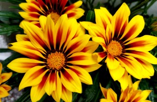 come coltivare gazania, coltivazione gazania