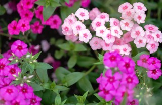 come coltivare flox, coltivare flox