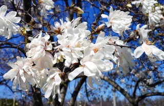 come coltivare magnolia stellata, coltivazione magnolia stellata