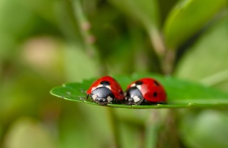 coccinelle