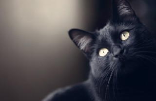 gatto, nero, razze