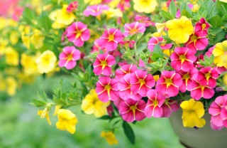petunia surfinia differenza, petunie surfinie differenze