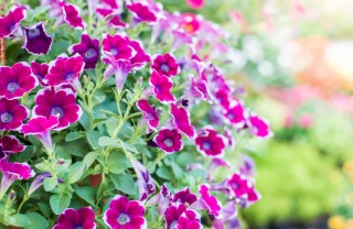 petunie surfinie storia, petunie surfinie significato