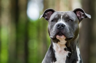 razze, cani grandi, pelo corto
