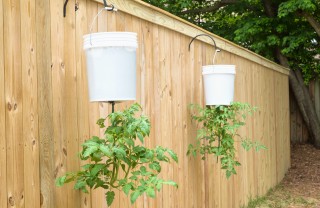 coltivare pomodori sospesi