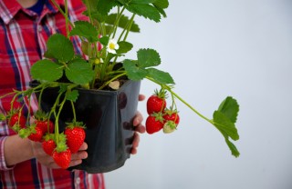 Fragole in vaso