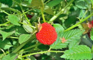 come coltivare lamponi 