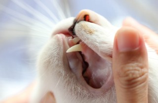 gengivite, gatto, sintomi