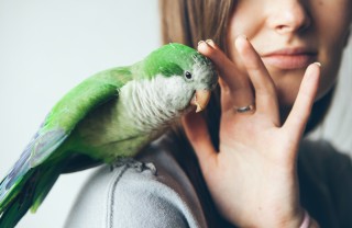 Gli animali domestici più semplici da tenere in casa animali, cura, semplici