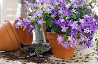 come coltivare campanule, coltivare campanule