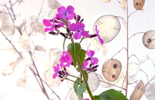 come coltivare lunaria, come coltivare monete del Papa