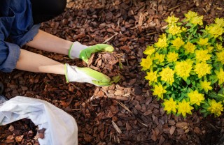 pacciamatura piante, pacciamatura cos’è, pacciamatura a cosa serve