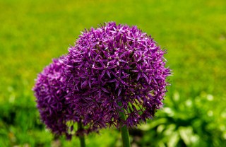 come coltivare aglio ornamentale, come coltivare allium