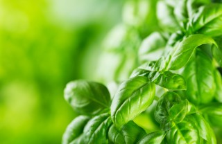 raccogliere basilico consigli