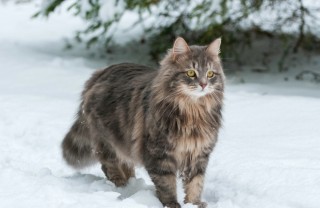 Le razze di gatti a pelo lungo più famose gatti, razze, pelo