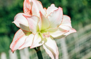 come coltivare hippeastrum , come coltivare l’ippeastro, coltivazione hippeastrum