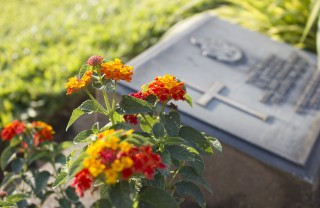 Fiori da coltivare per il cimitero quali fiori coltivare cimitero, fiori cimitero