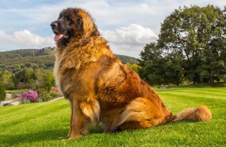 Le razze di cani più grandi del mondo razze, cani, giganti