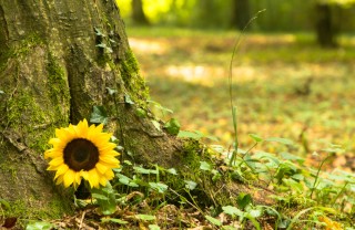 poesie festa morti, poesie 2 novembre, poesia commemorazione defunti