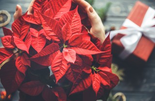 Stella di Natale come si fa rifiorire stella natale, come far rifiorire stella natale