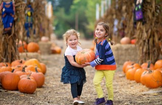 Pumpkin Patch