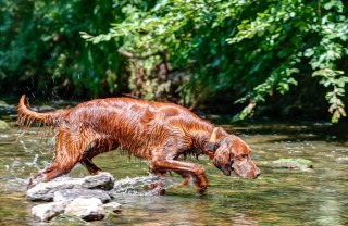 Le razze di cani da caccia più famose razze, cani, caccia