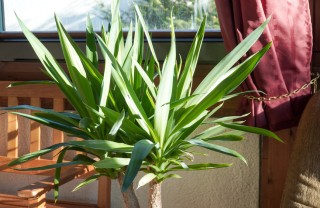 Yucca come coltivare yucca, coltivazione yucca