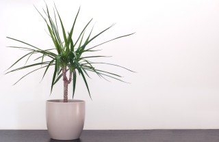 Dracena come coltivare dracena, coltivazione dracena