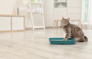 Come abituare il gatto alla lettiera aperta o chiusa gatto, lettiera, abituarlo