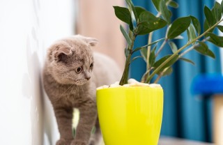 piante, pericolo, gatto