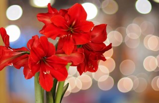 L'amaryllis quali fiori coltivare natale, fiori natale