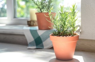 coltivare rosmarino vaso, coltivare rosmarino