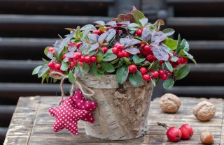 piante natalizie bacche rosse, piante natale bacche rosse