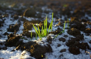 inverno ungaretti poesia, poesie inverno, inverno ungaretti