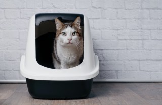 diarrea, gatto, cause