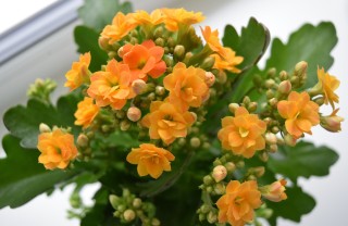 Kalanchoe come curare kalanchoe, come coltivare kalanchoe