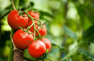 sognare, pomodori, significato